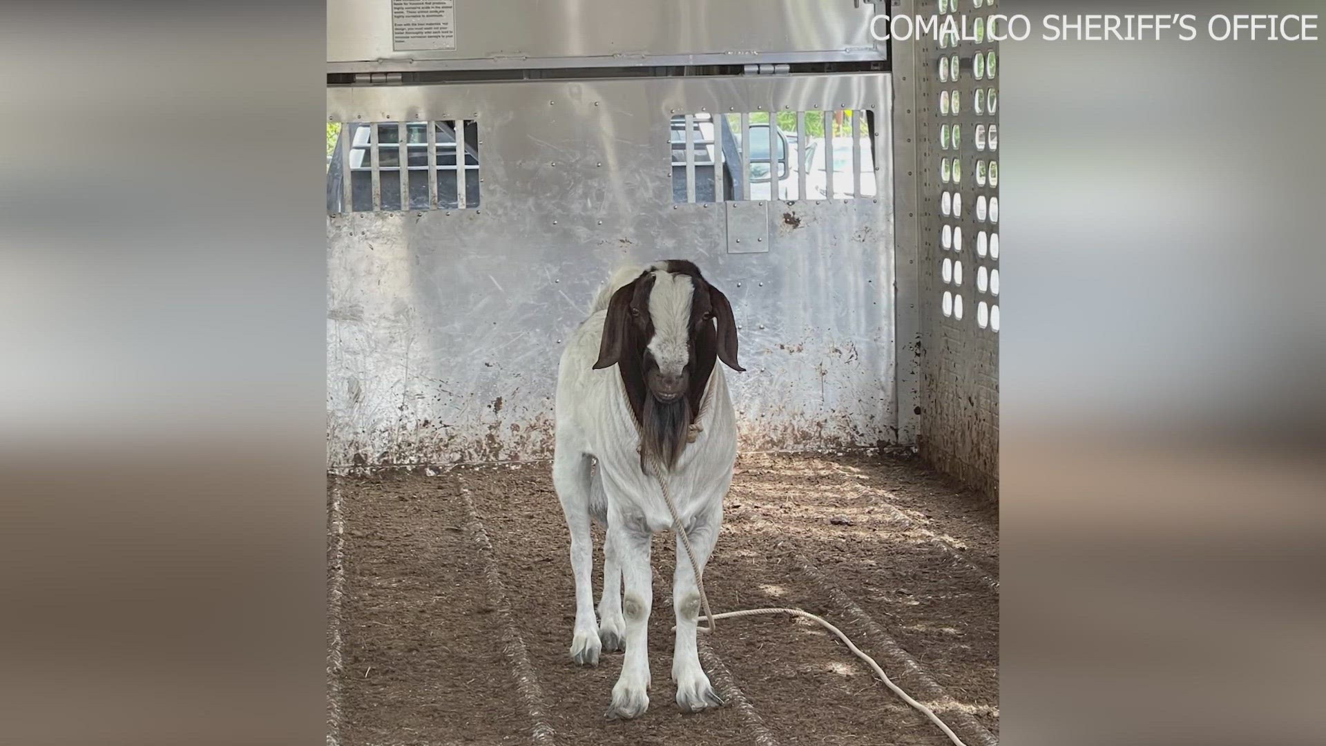 The Comal County Sheriff's Office posted they found the goat on their Facebook page and are currently looking for it's owners.