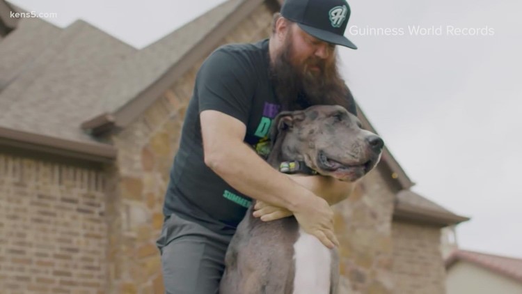Meet Zeus, the Texas-sized Great Dane
