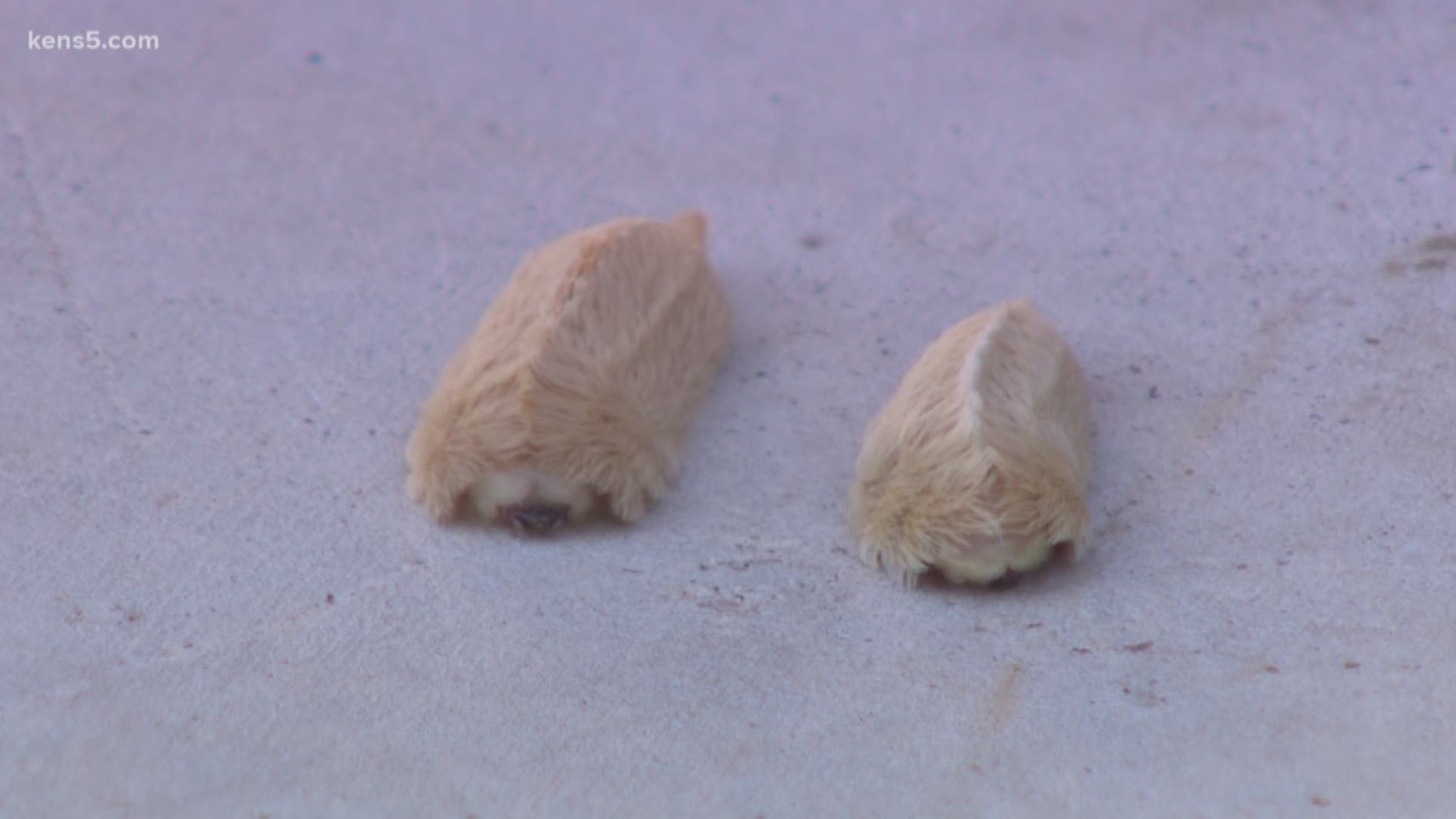 The fluffy caterpillars seen around San Antonio may look cute and harmless but keep your distance. They're venomous and are harmful to everyone.