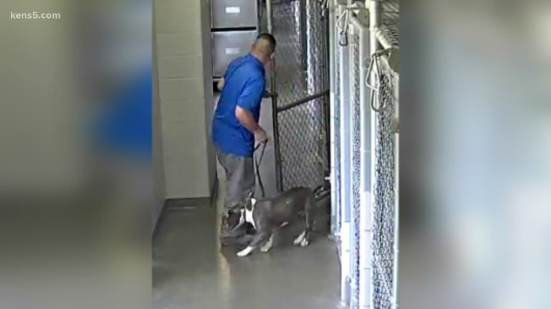 San Antonio Animal Care Services is asking for the public's help in identifying a man who walked out with a dog.