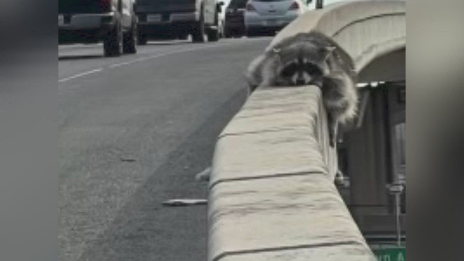 Racoon is running wild and free after he was saved while clinging to the side of a highway