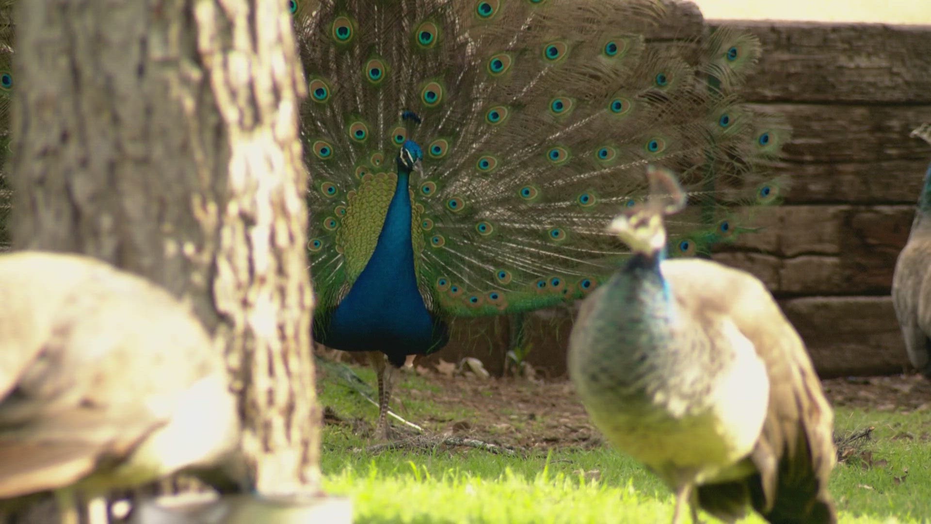 People allegedly stealing peacocks from local neighborhood