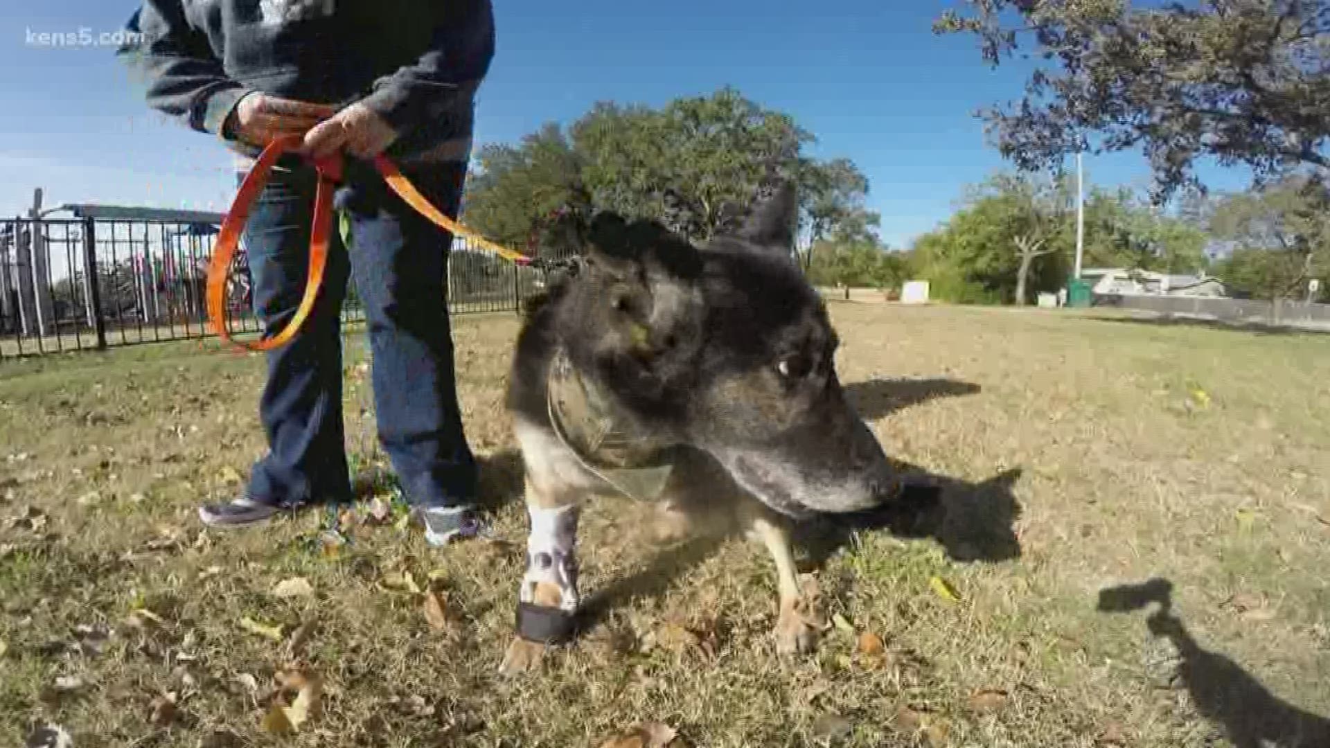 In this week's Mission SA, Eyewitness News reporter Sharon Ko introduces us to an army veteran who is saving these canines with a global reach.