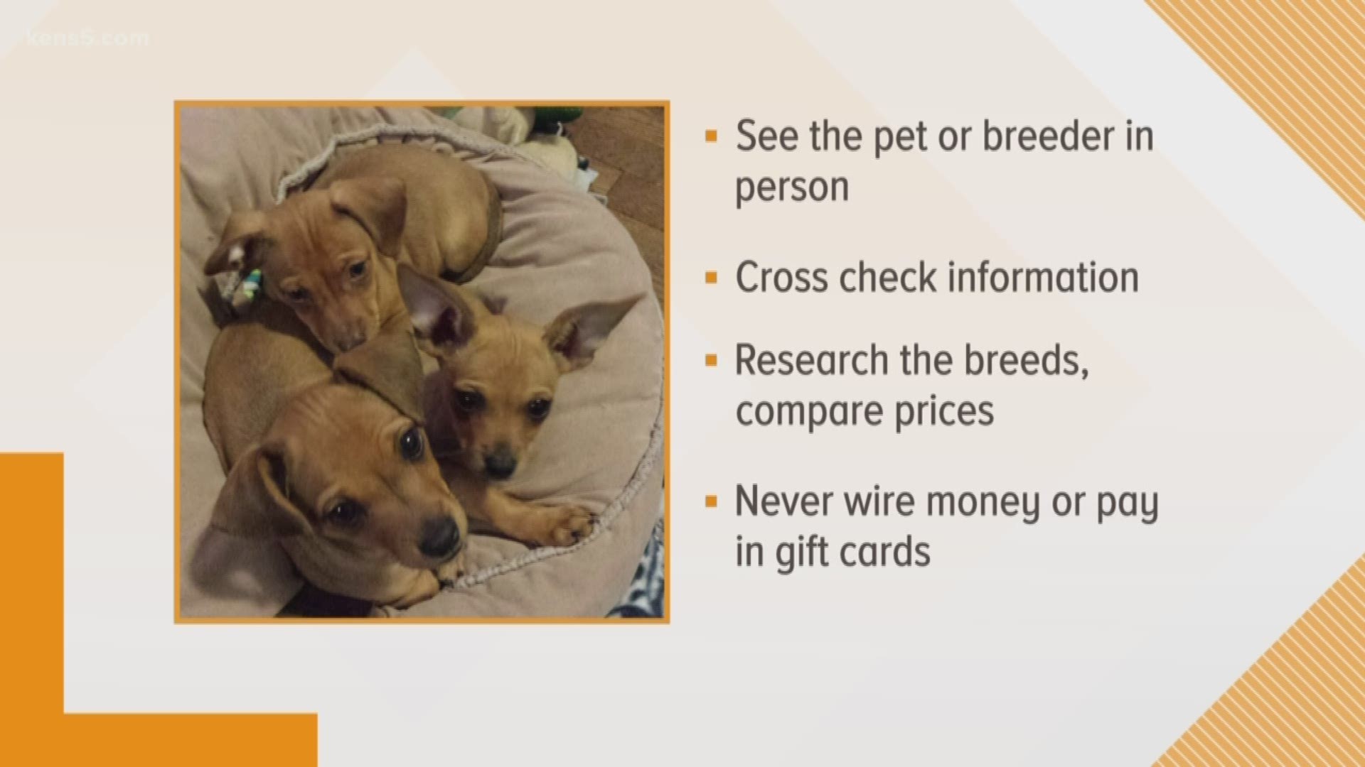 Online searches are more and more popular when it comes to finding the right pet. But someone could be looking to steal more than just your holiday joy.