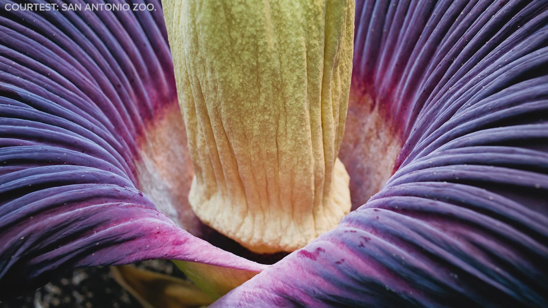 San Antonio Corpse Flower lives to bloom another day