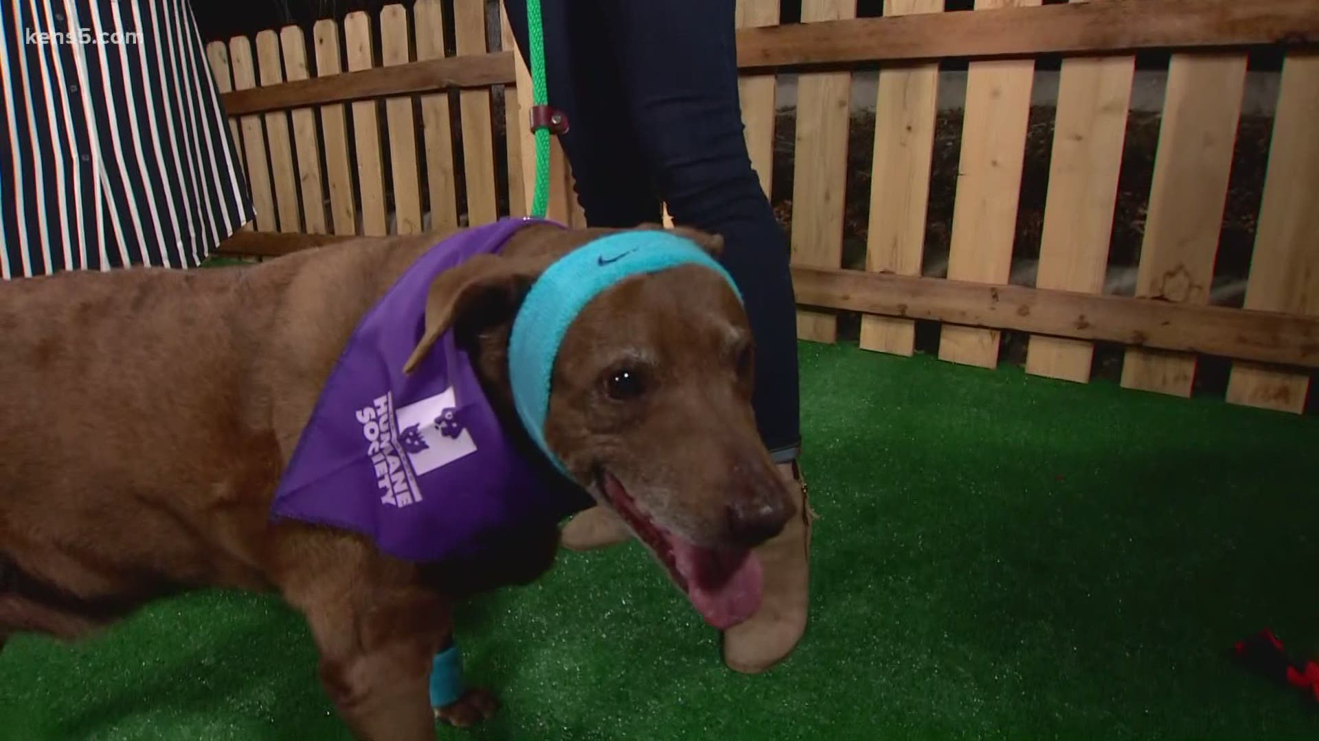 We're introducing you to our pet of the week at our KENS 5 Puppy Playground!