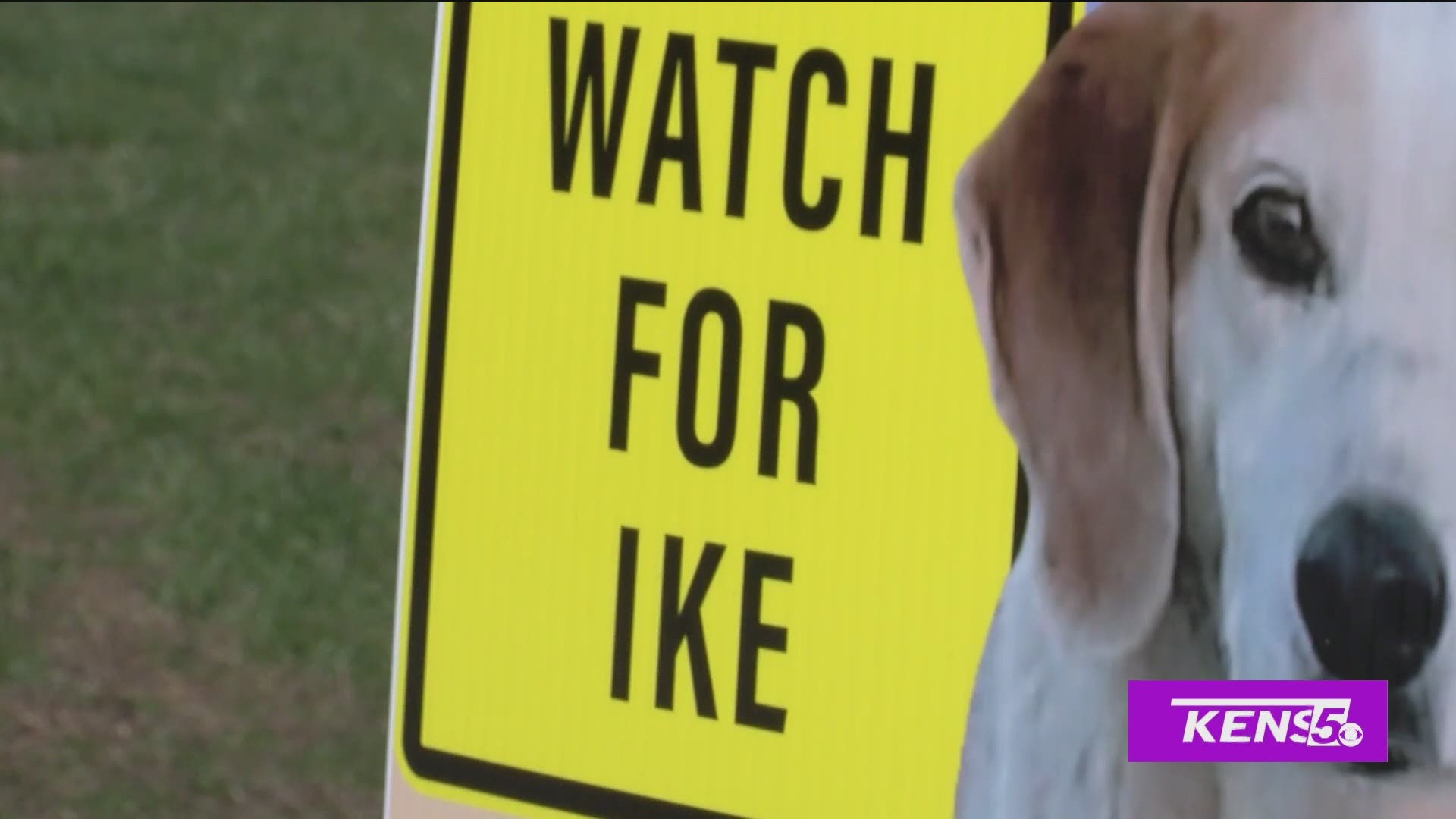 Ike the "3-Way" panhandling dog is gaining popularity all over the US for more than his begging.
