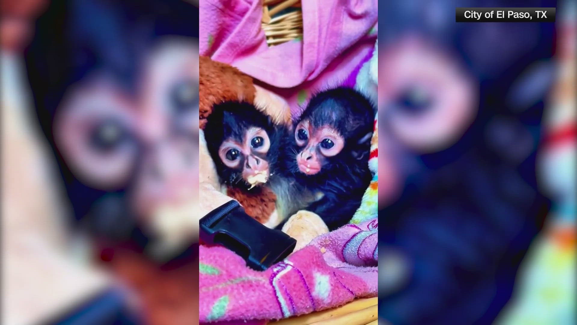 The monkeys are between 4-8 weeks old.