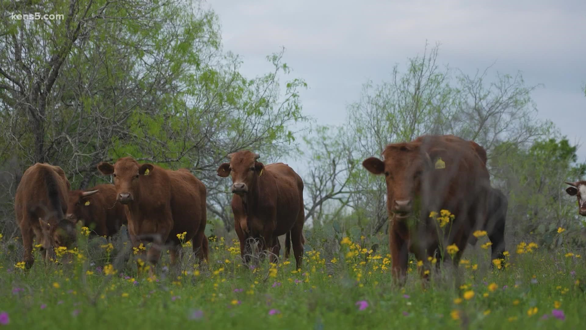 When farmers use regenerative grazing practices, they don't need fertilizer, herbicides or pesticides. It also allows them to have more cattle on the same land.