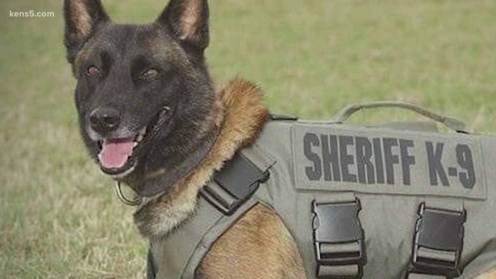 San Antonio says goodbye to a Bexar County K-9 killed in the line of duty. Eyewitness News reporter Jaleesa Irizarry was at today's memorial service.