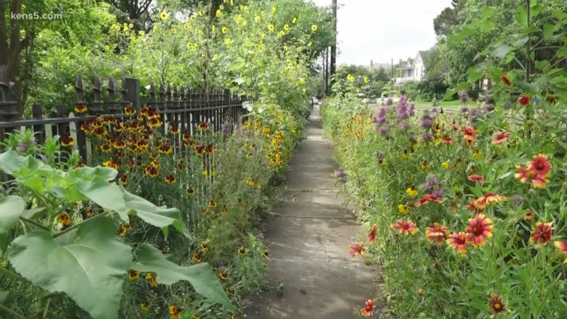 Serial gardener destroying plants in two San Antonio ...