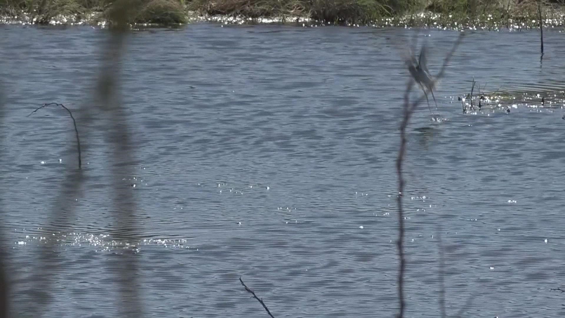 In a big, urban environment, Jennifer Phillips said they hope the research her team is doing will be good for both birds and people.