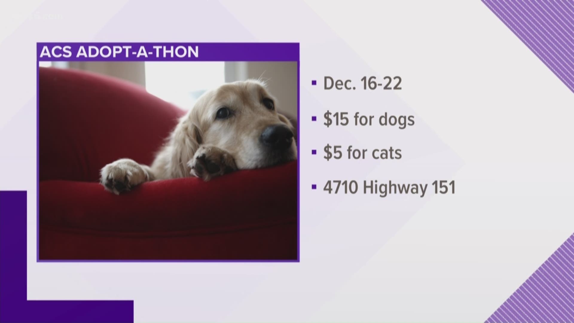 If you are looking to add to your family this holiday season, Animal Care Services is offering an adoption special starting Monday.