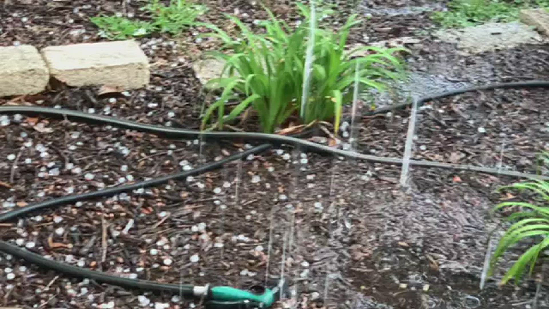 Hailstones were spotted in a neighborhood on the northwest side tonight as storms made their way through the city and surrounding areas.