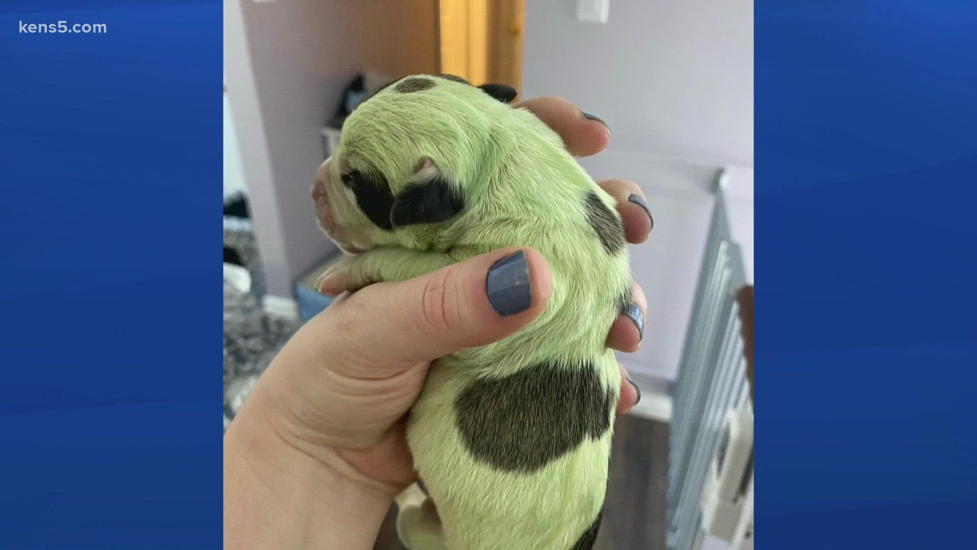 The dog's owners thought she was done giving birth... Then a green puppy made its entrance into the world.