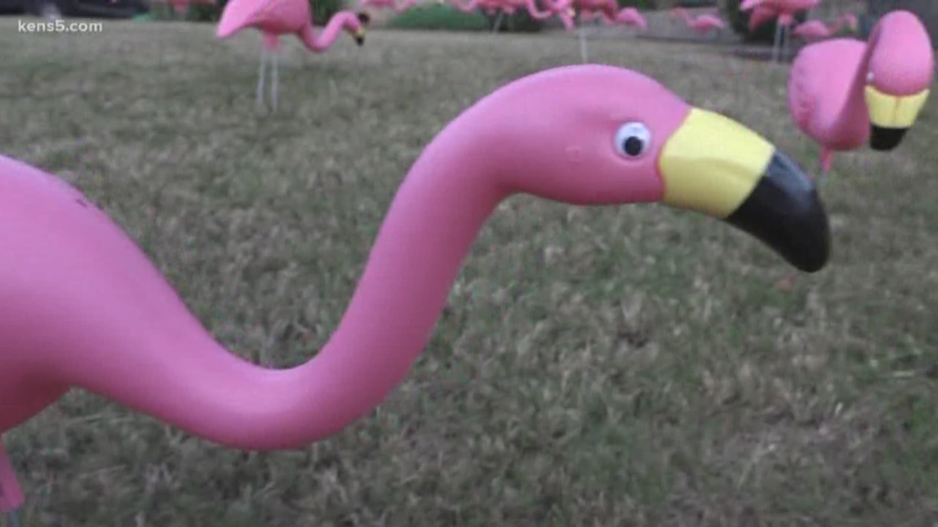 The pink pals are hanging out in front yards as a charitable fundraiser.