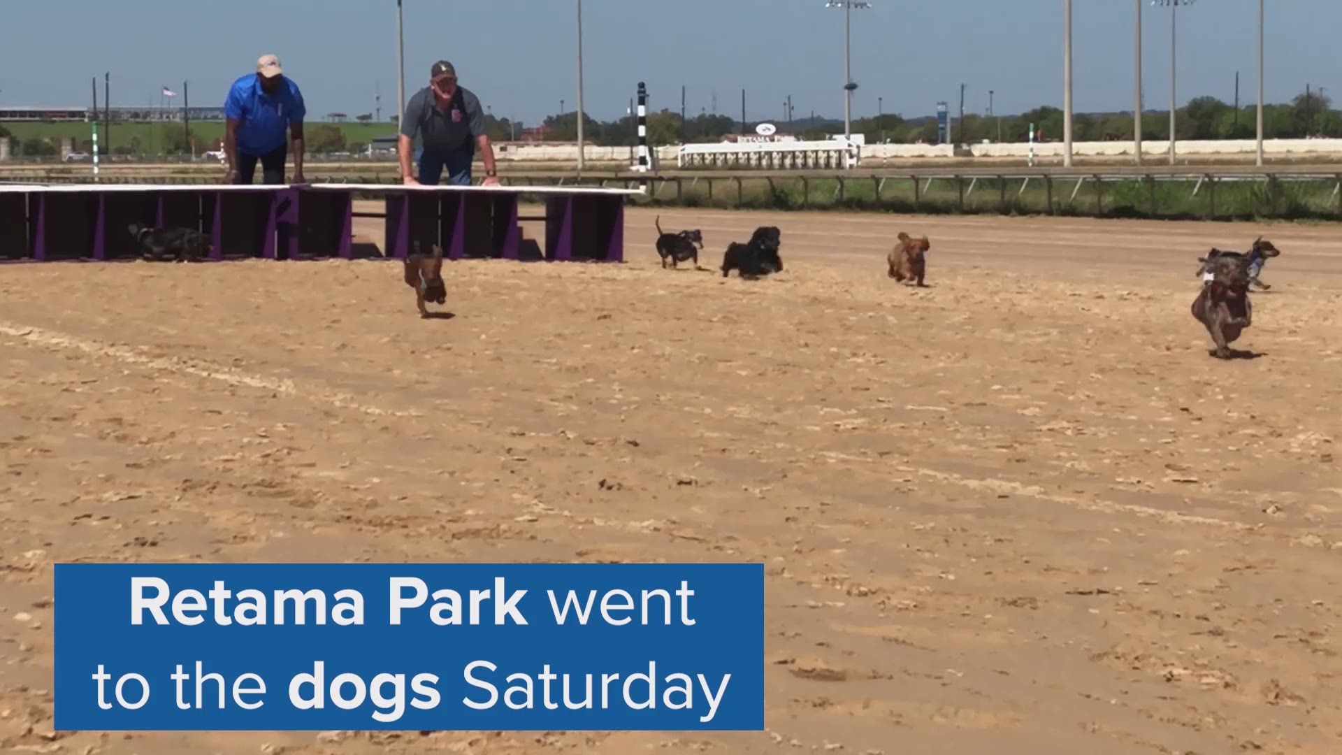 Dachshund races on the track at Retama Park highlighted the family event on Saturday.