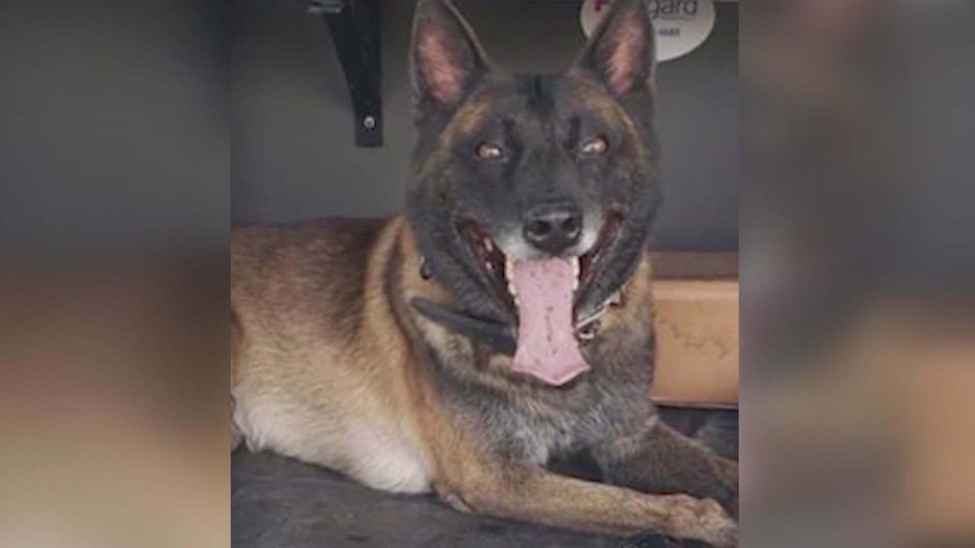 The 5-year-old Belgian Malinois died from a single gunshot wound to the thorax, which is essentially the chest, shot at fairly close range.
