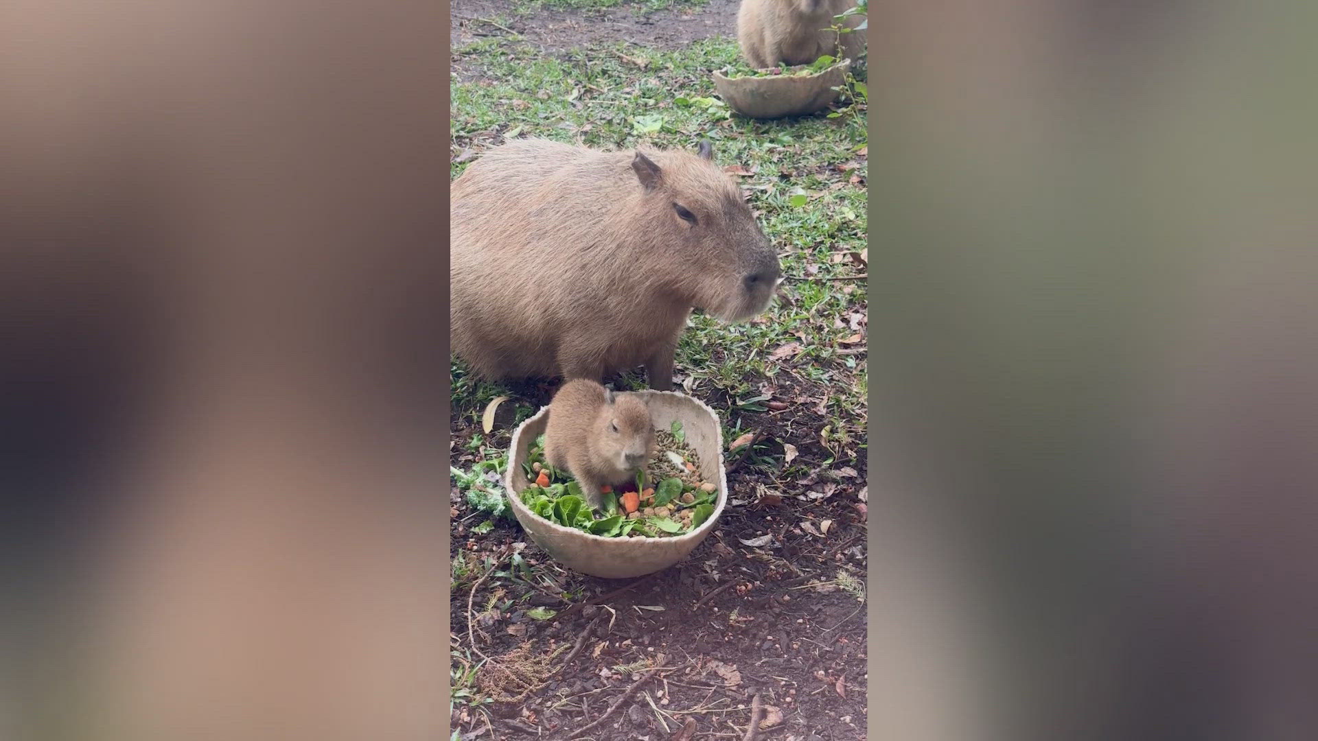 Baby capybara animal experience in studio, image size:1920x1080