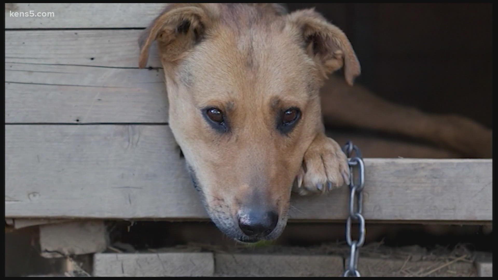 The new state law doesn’t change much for dog owners in San Antonio but it could mean harsher penalties for those using chains to tether their animals.
