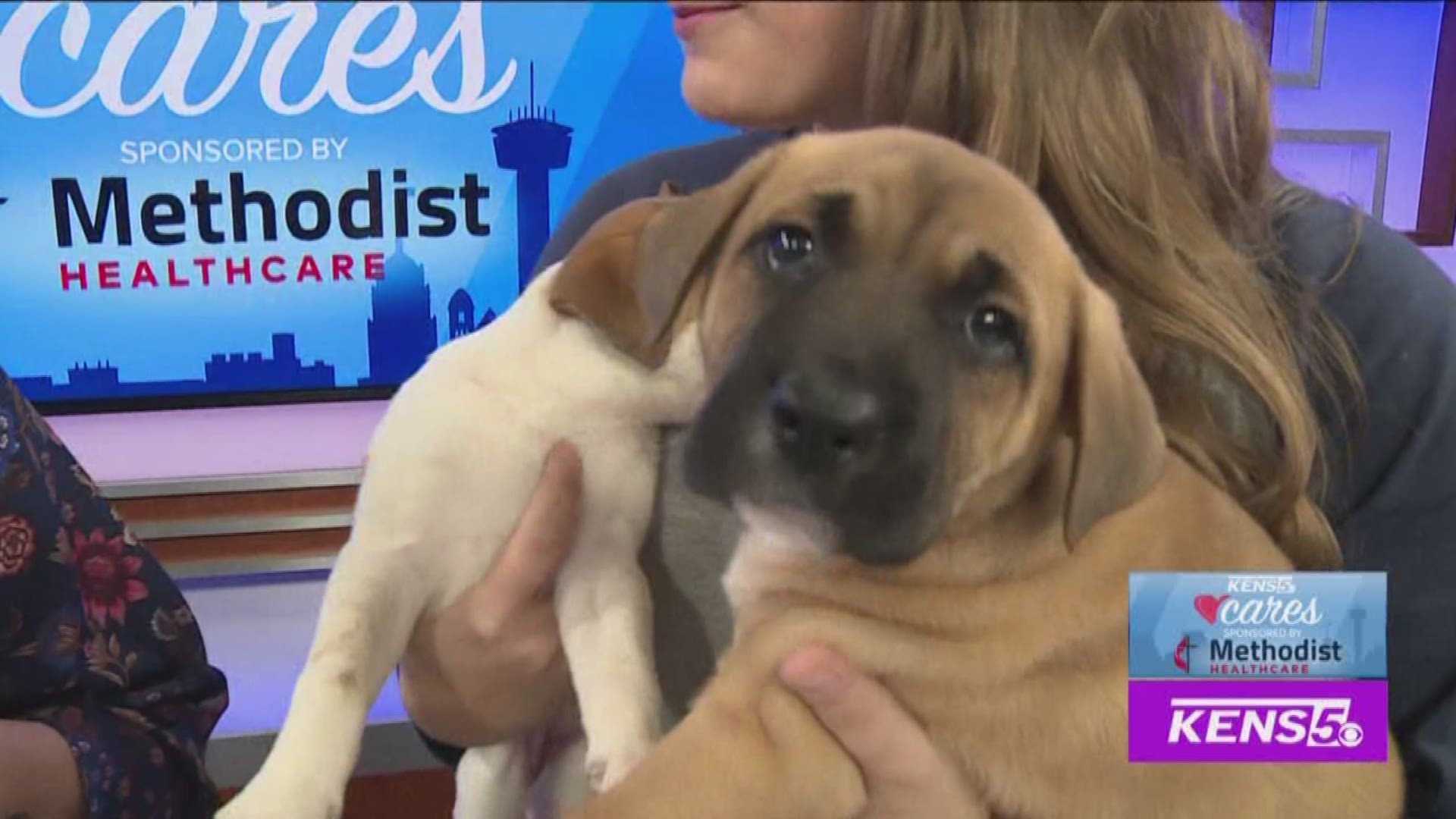 SA Pets Alive shows us who needs to be adopted!
