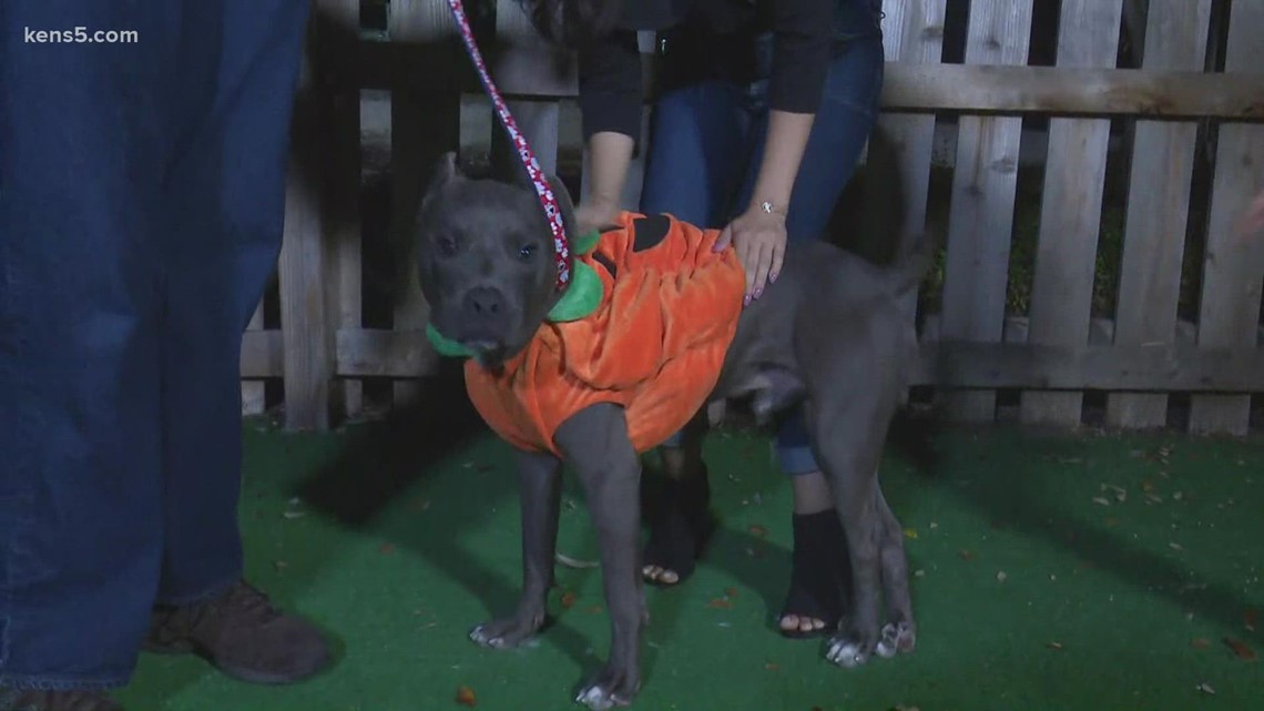 SO CUTE! Meet Baxter, a pup ready to be a pumpkin for Halloween 🎃🦴️