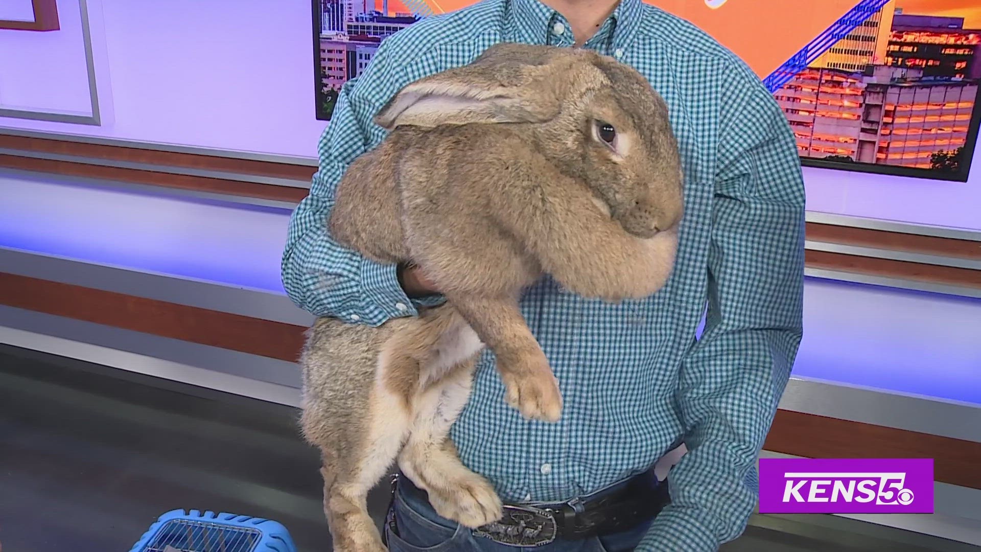 Kyle Hendricks with The Retired Rabbit Sanctuary brings in some furry friends that are ready to be adopted.