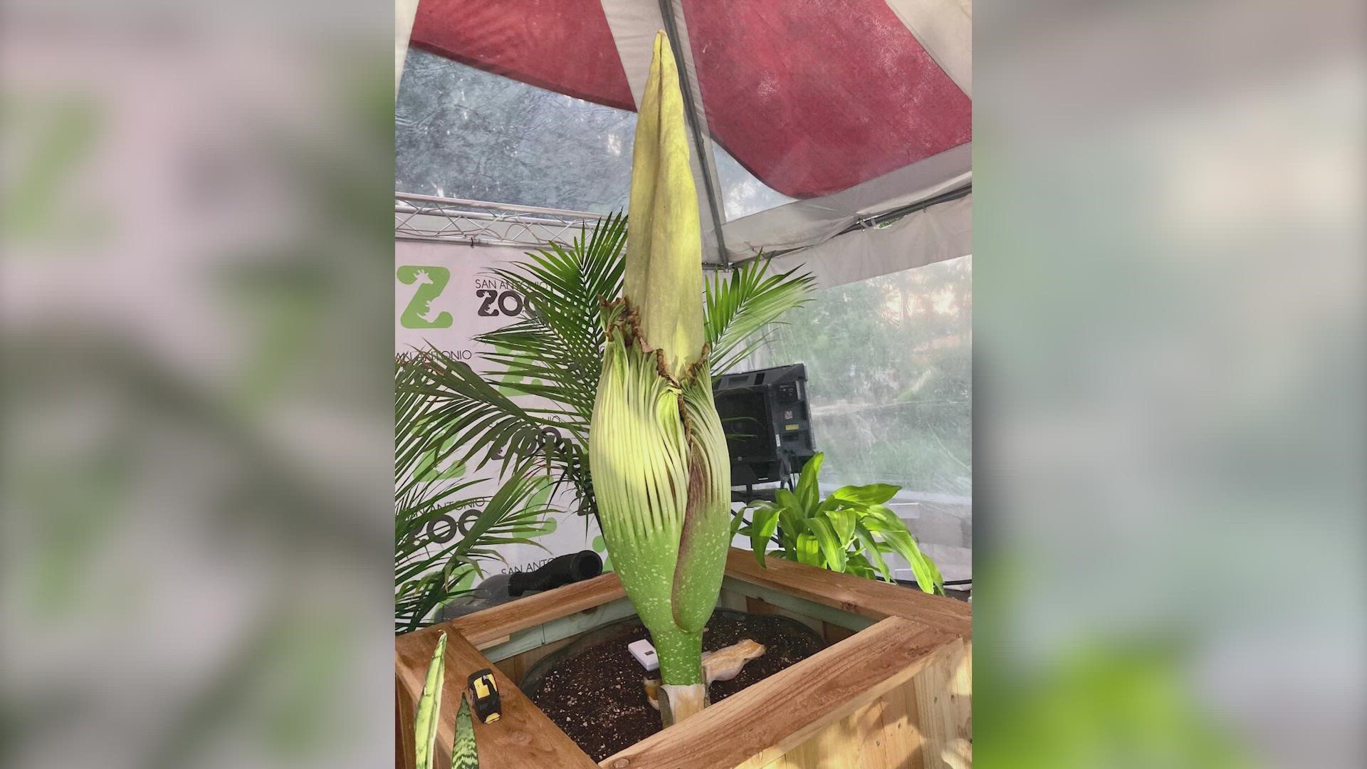 Over the weekend, Zoo staff noticed the plant began to smell like 'wet garbage'. Monday, they noticed that the plant likely partially bloomed.