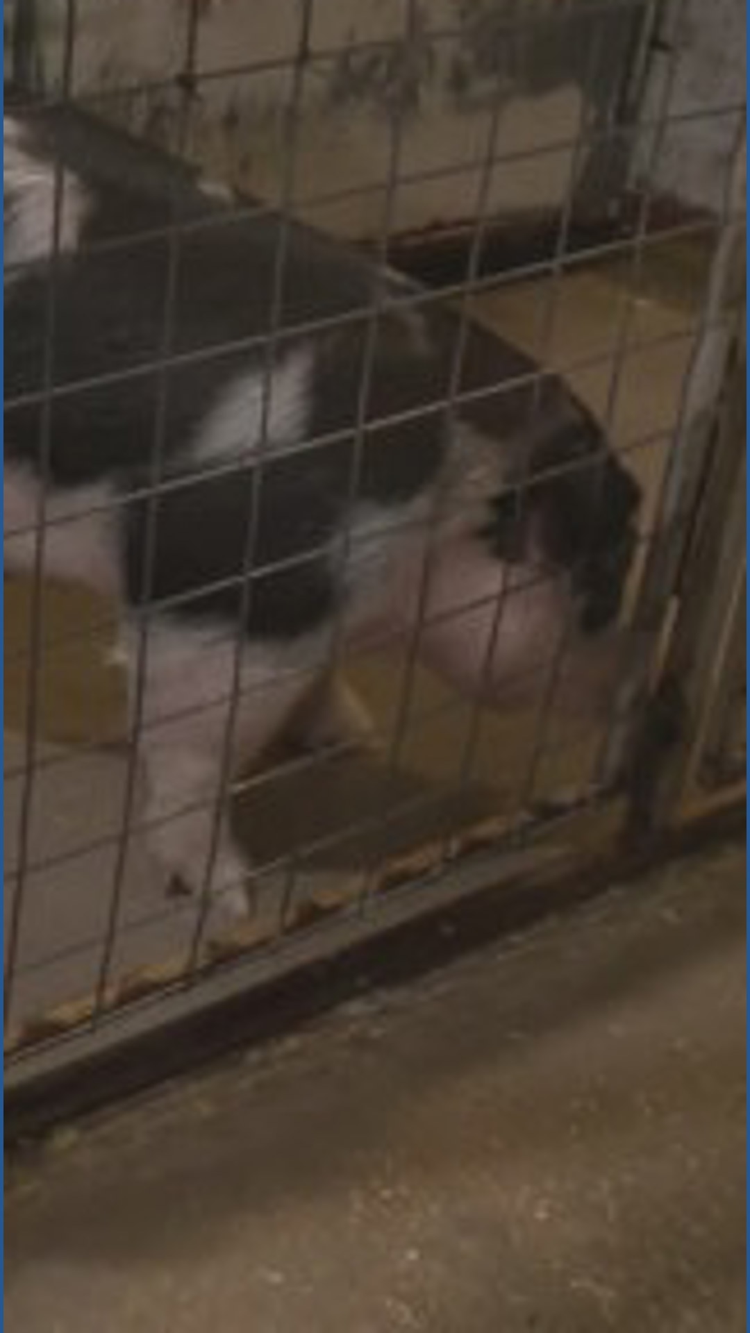 Check out some of the animals competing at the San Antonio Stock Show & Rodeo this year