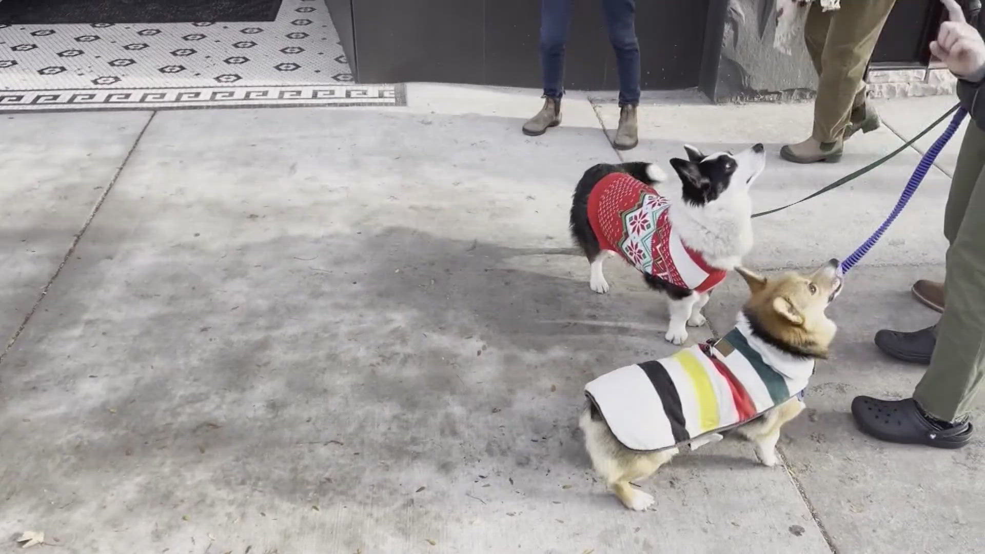 A Corgi club in Montana hosted this ugly sweater Christmas stroll over the weekend.