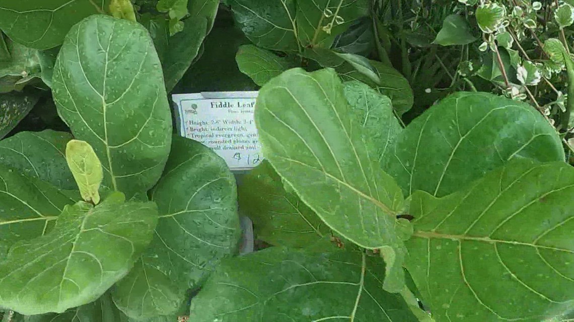 Hard freeze coming to San Antonio, Texas; how to protect plants - Vimarsana News