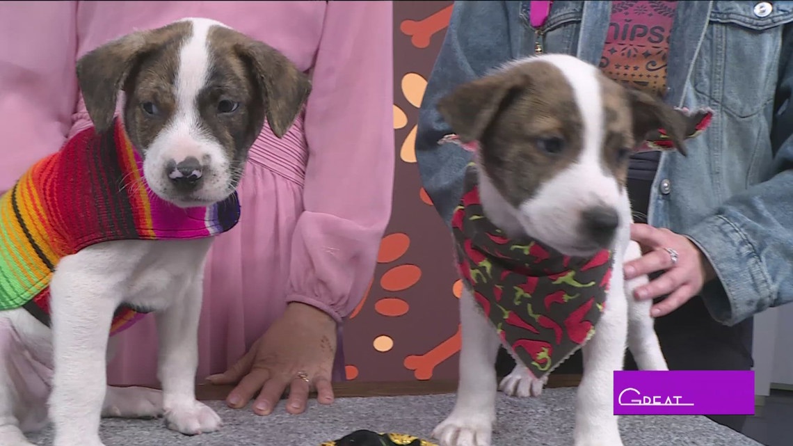 SNIPSA Adoption Event | Great Day SA | kens5.com