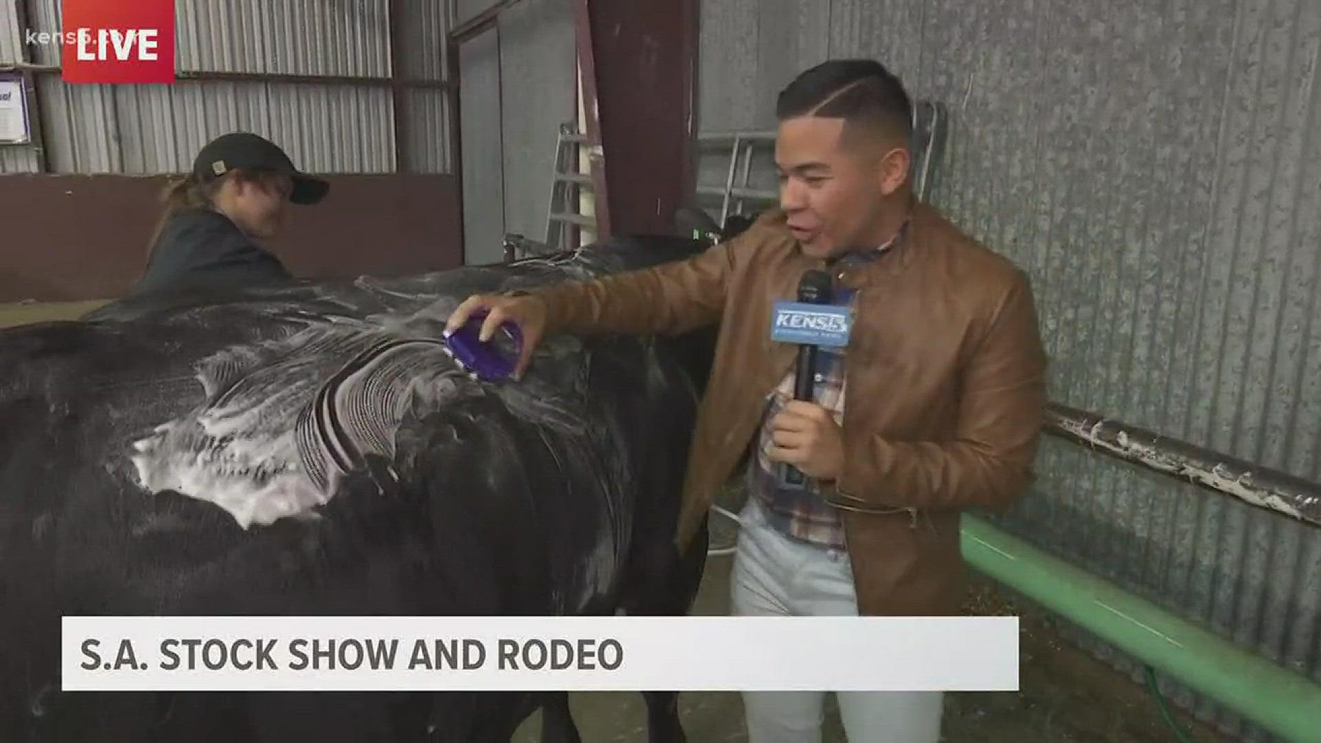 KENS 5 Reporter Henry Ramos talks to students who are raising live stock at the San Antonio Stock Show and Rodeo.