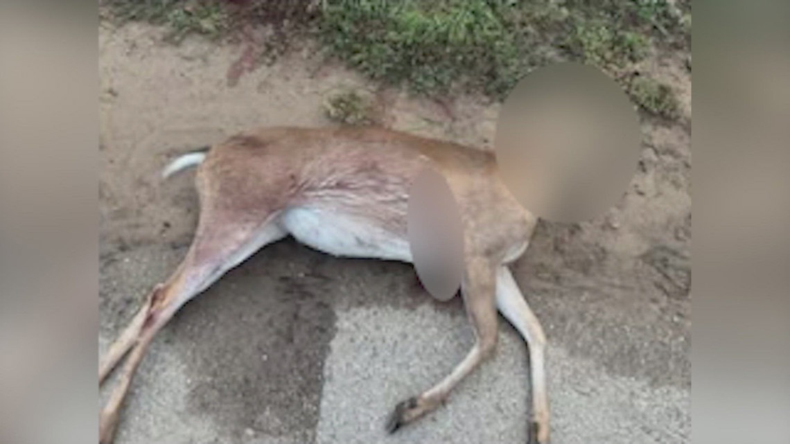Officials asking for public's help after another deer was found shot, decapitated in New Braunfels | kens5.com