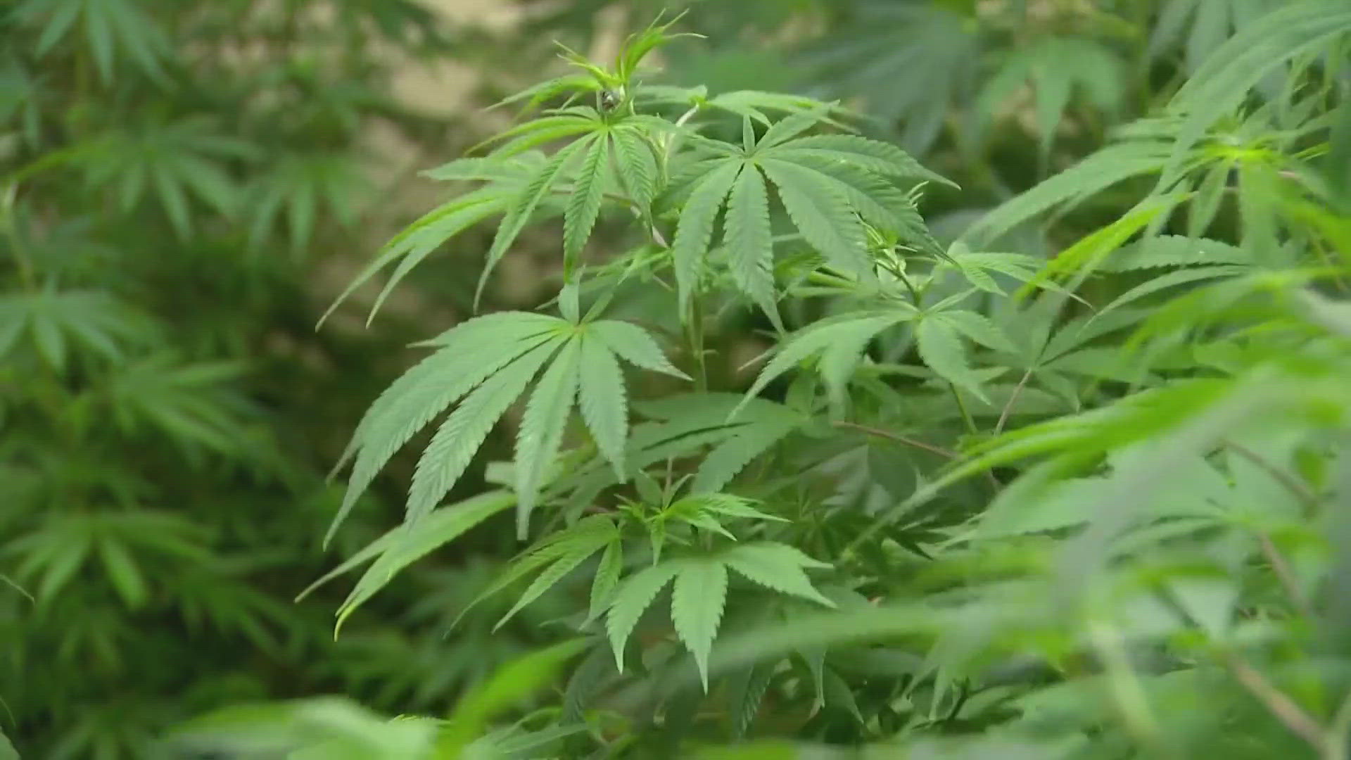 Senate Bill 3 would limit the hemp market to non-psychoactive products like CBD and CBG, used to treat pain, anxiety and seizures.