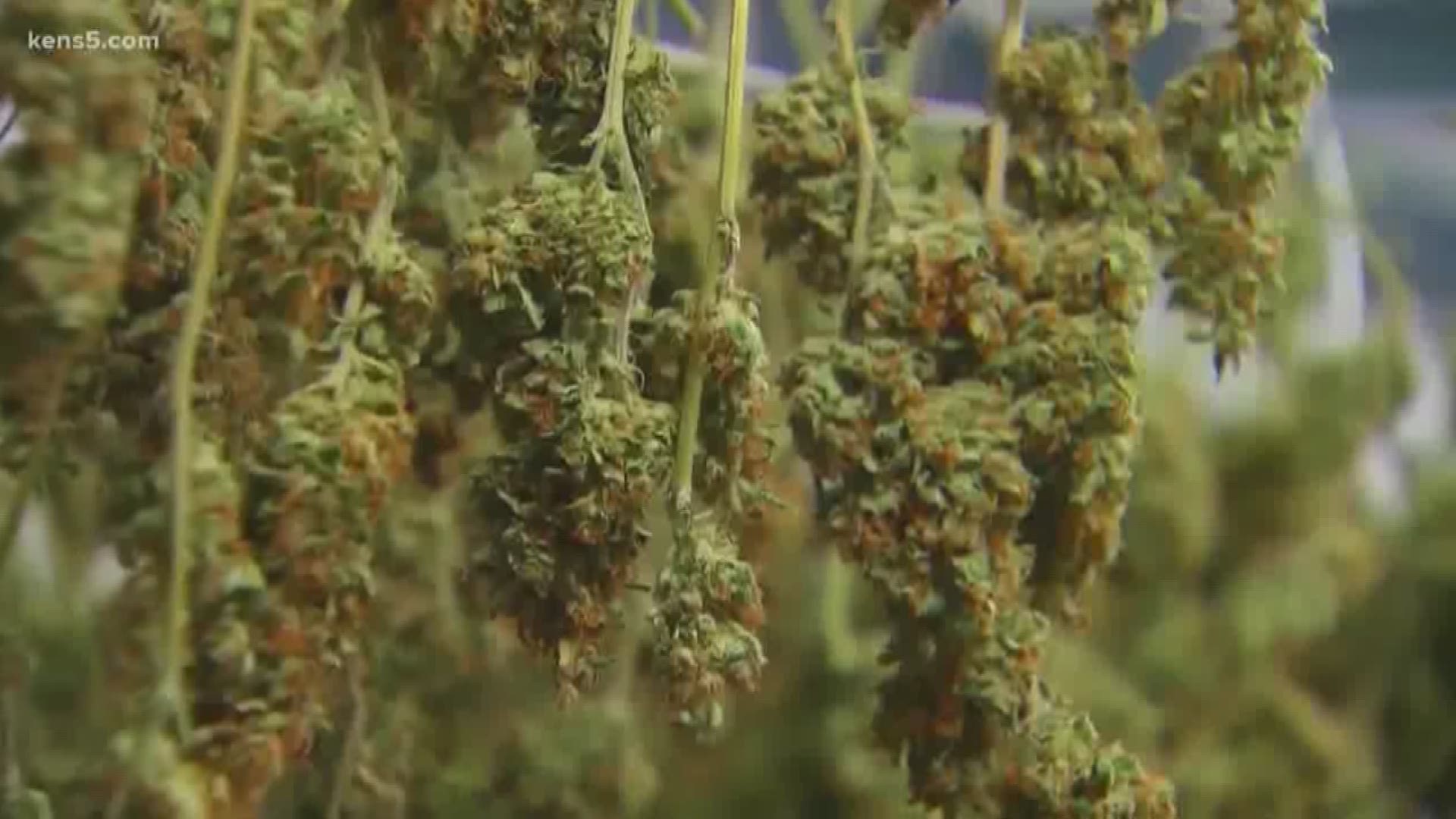 Bexar County officials are working on lab techniques to measure THC levels after hemp legalization has complicated the process for prosecuting marijuana cases.
