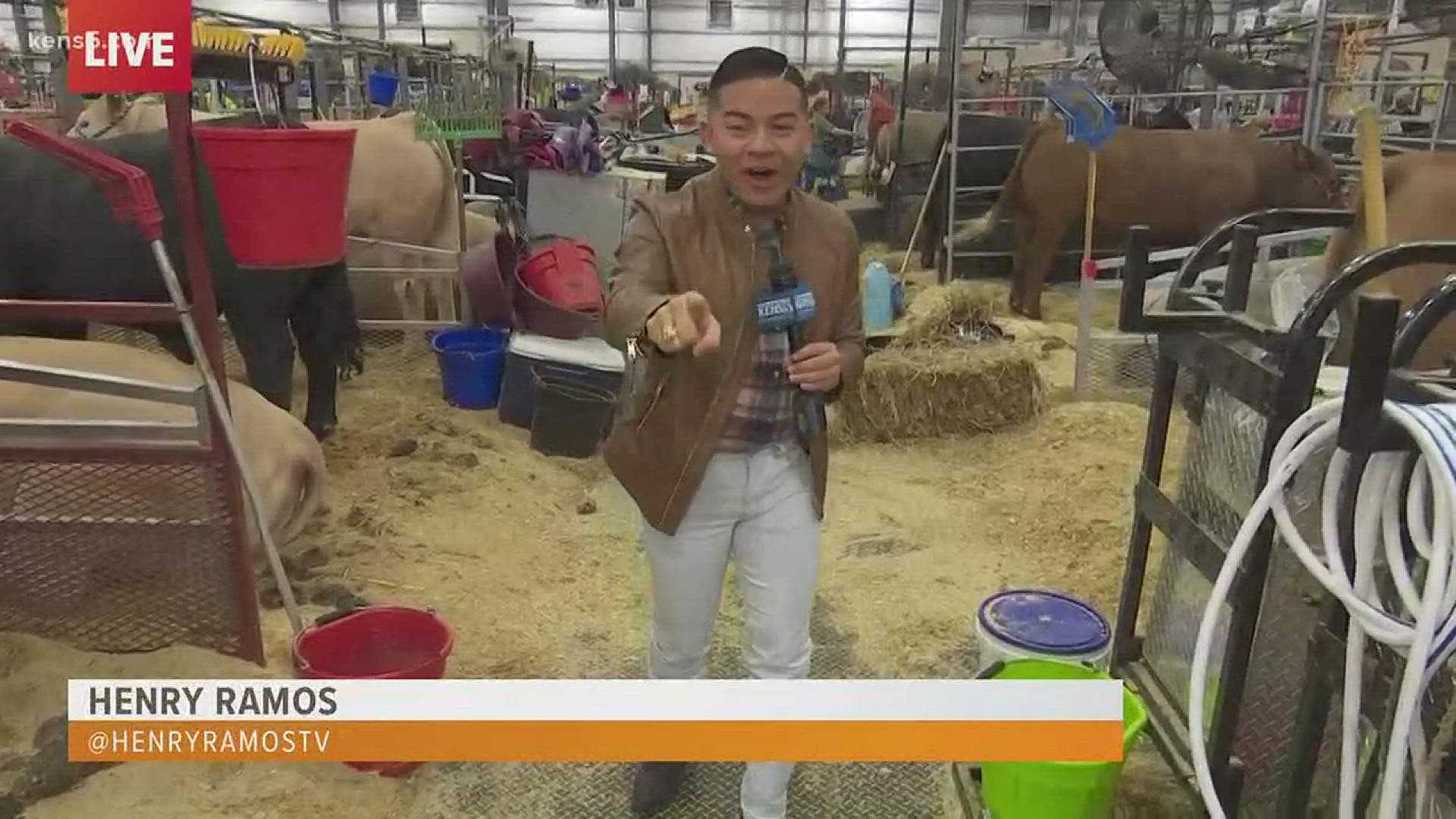 KENS 5 Reporter Henry Ramos talks to kids raising live stock at the San Antonio Stock Show and Rodeo.