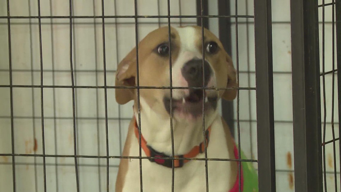 Heat goes out at animal rescue center, community steps up to help - Vimarsana News