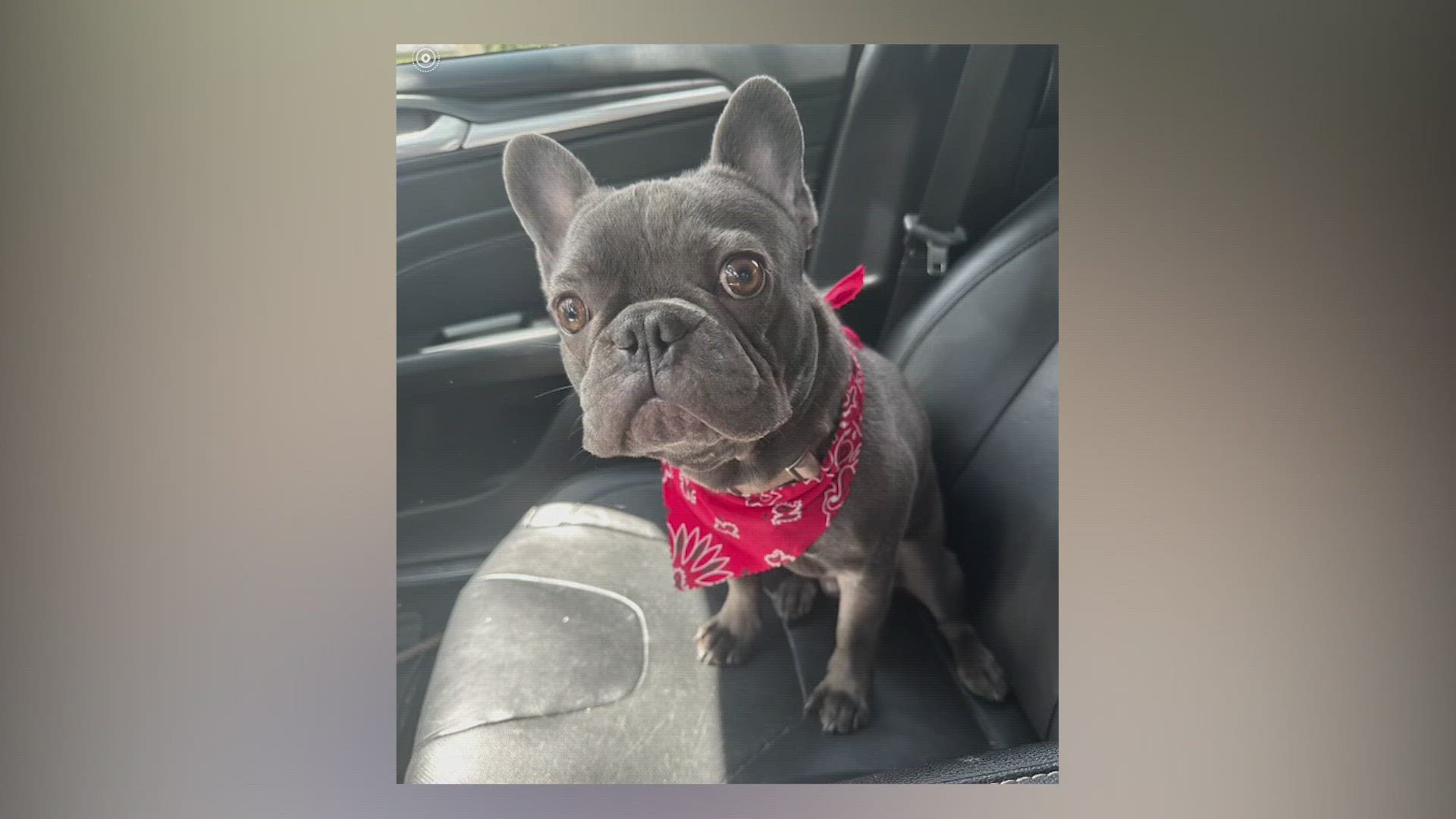 French Bulldog 'Hugo' stolen at gunpoint from a San Antonio park, following nationwide trend