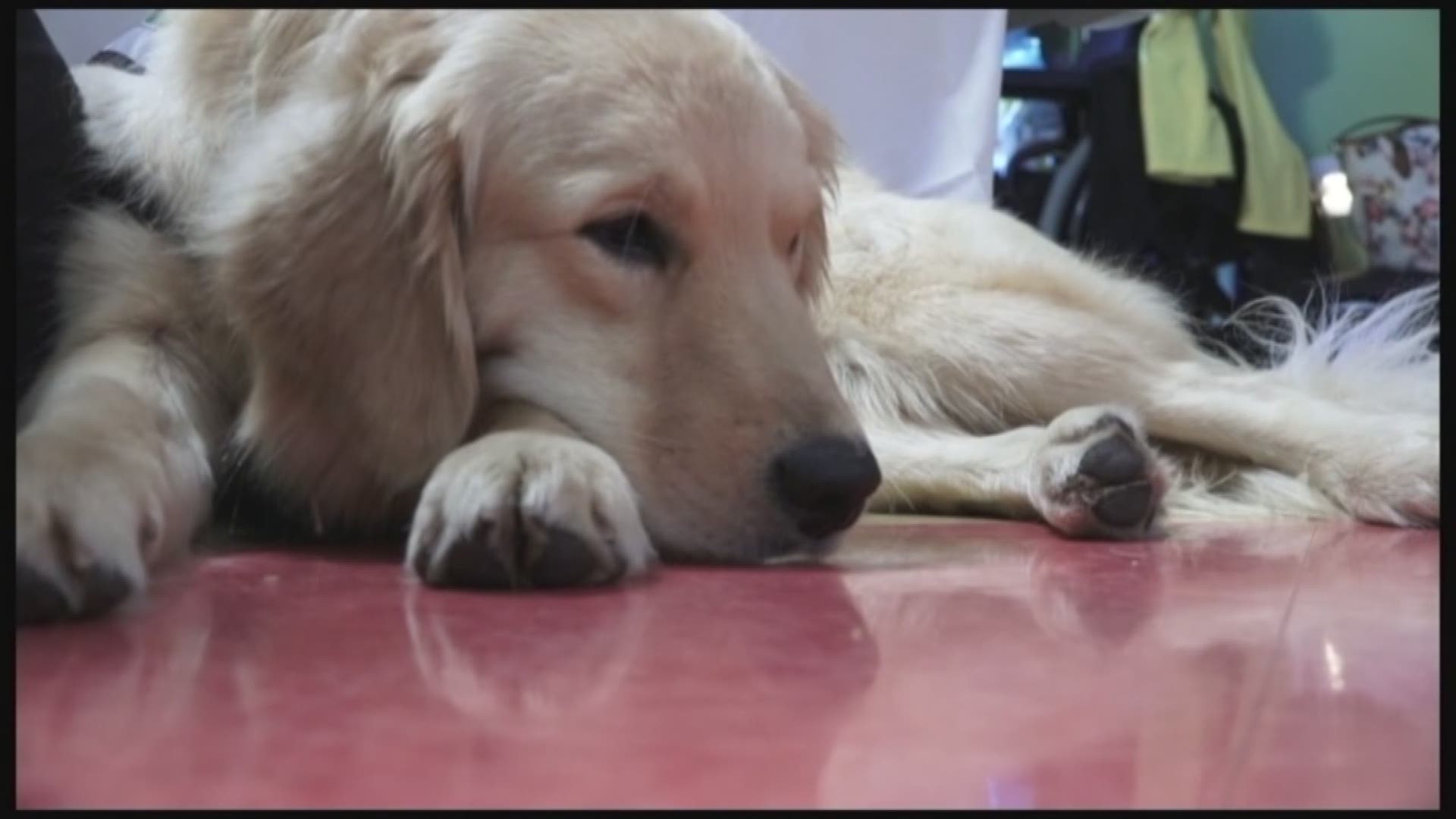 A two-year-old golden retriever named Hazel is the newest employee at Methodist Children's Hospital.