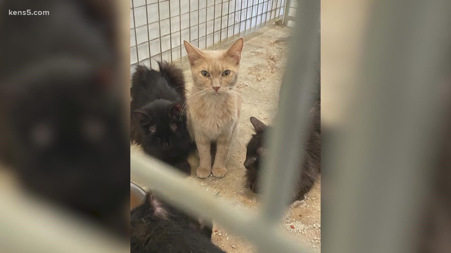 Advocates say the cats were rescued from dire conditions at a Somerset residence. But confusion lingers about their former owner, who helps rescue animals.