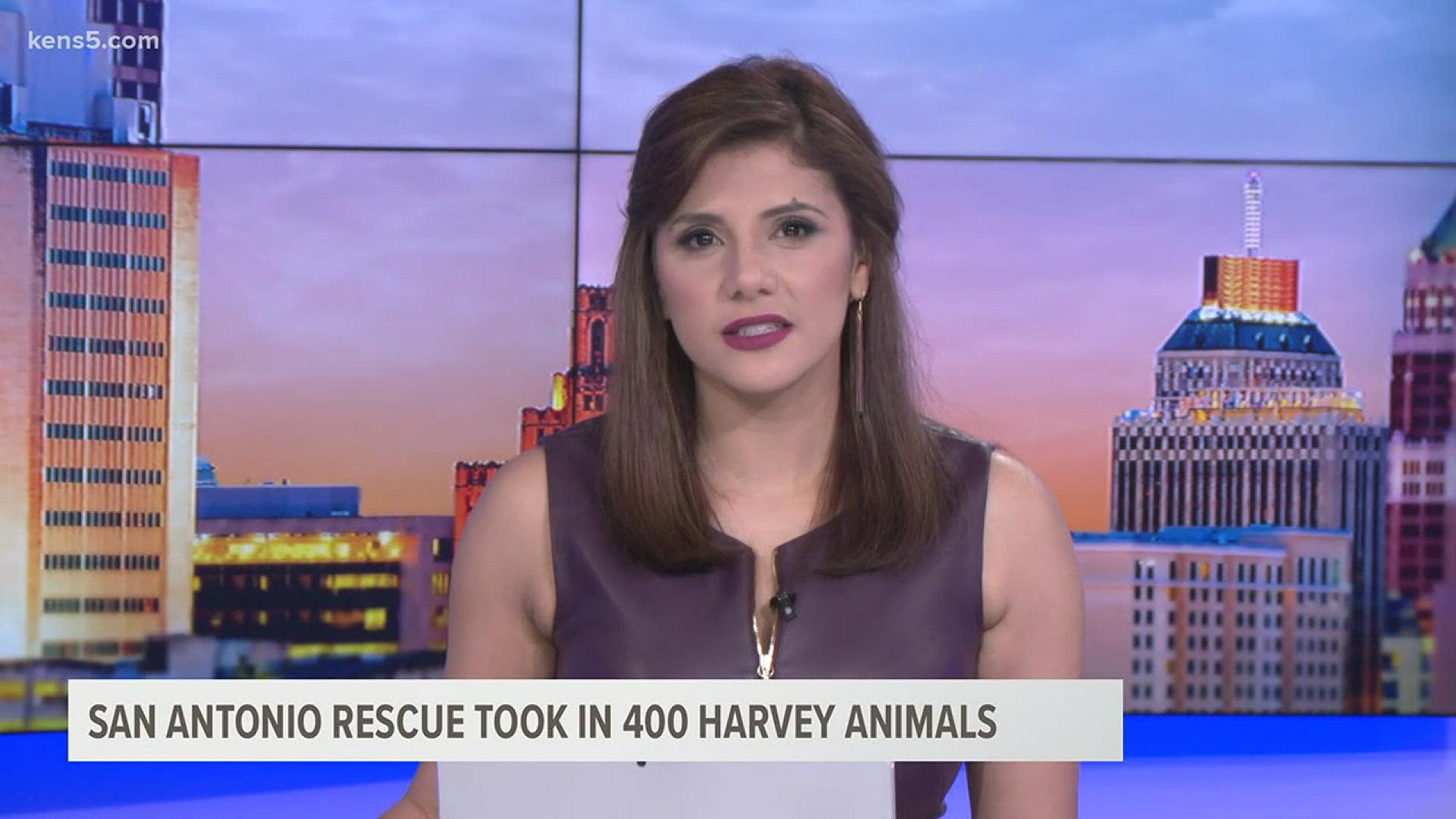 The Animal Defense League of Texas took in 400 cats and dogs from storm-ravaged areas.