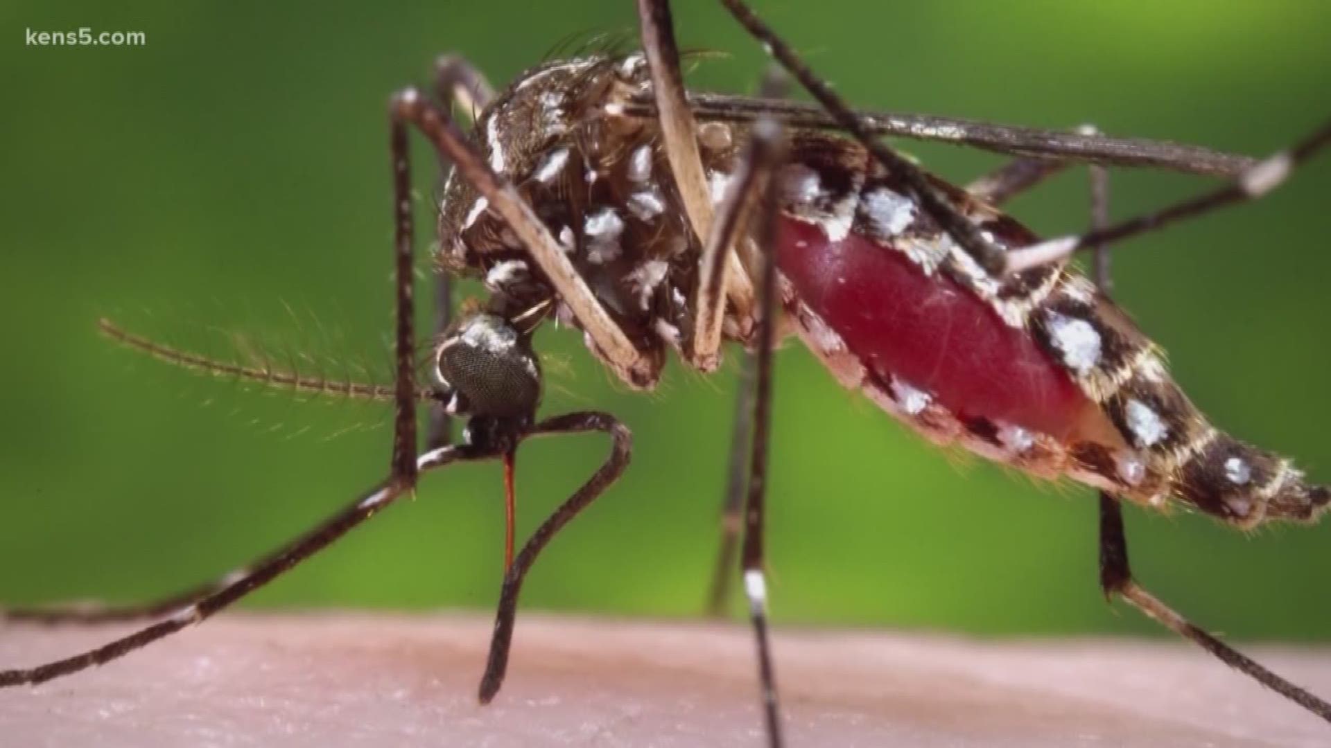 The WHO says mosquitos can't spread coronavirus, but you probably don't want to get bitten. A local expert offers tips to keep them out of your yard.