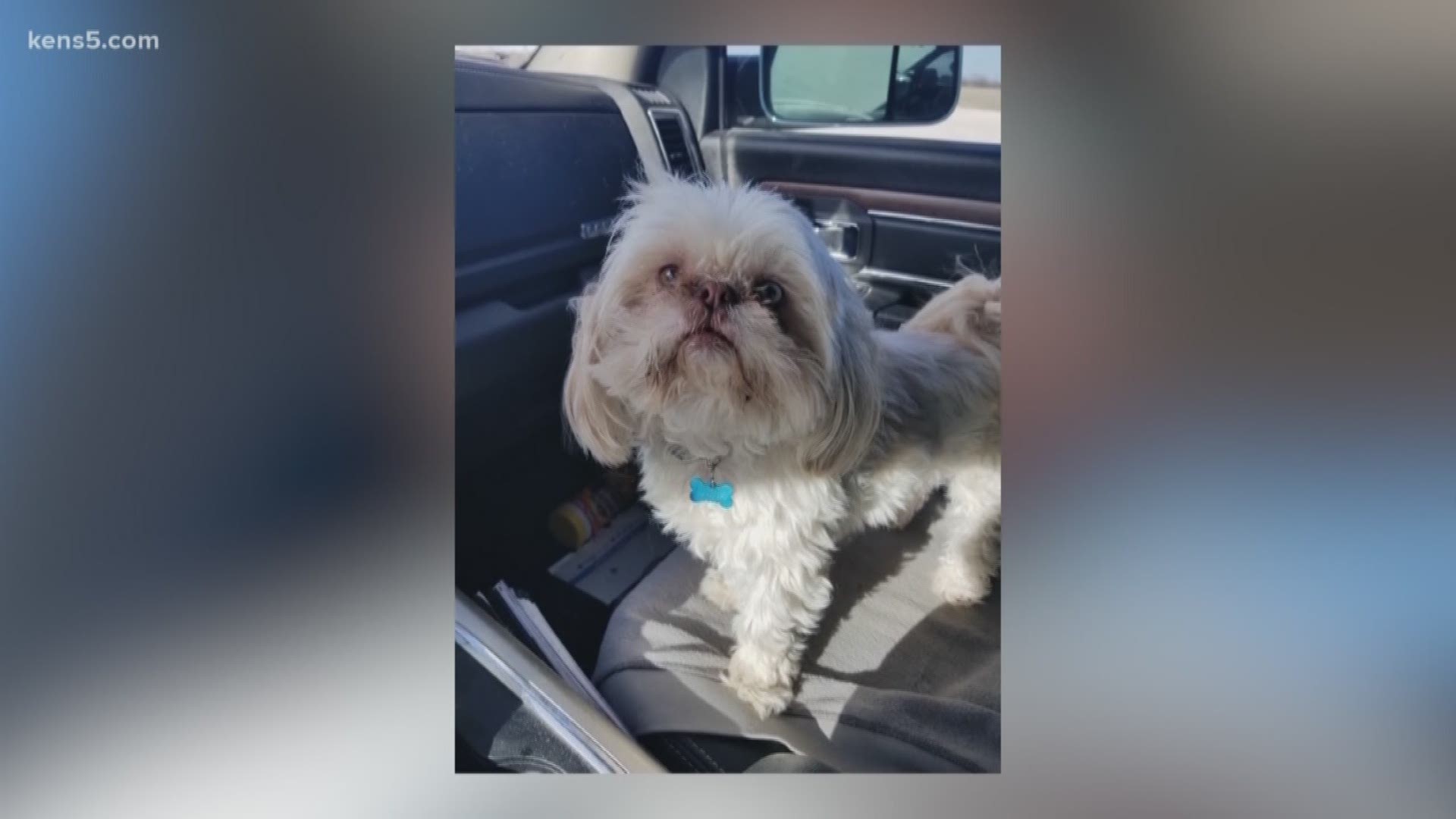 A Bandera County man is mourning the loss of his 9-year-old dog named BG after he found his home burglarized and his dog dead in a neighbor’s yard. His ex-wife, Heidi Nichole Carpenter, has been charged with trespassing, burglary, and animal cruelty.