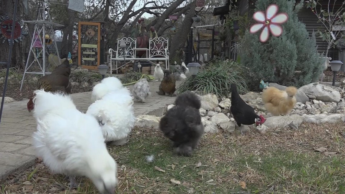 Is raising backyard chickens to save money an egg-cellent idea?