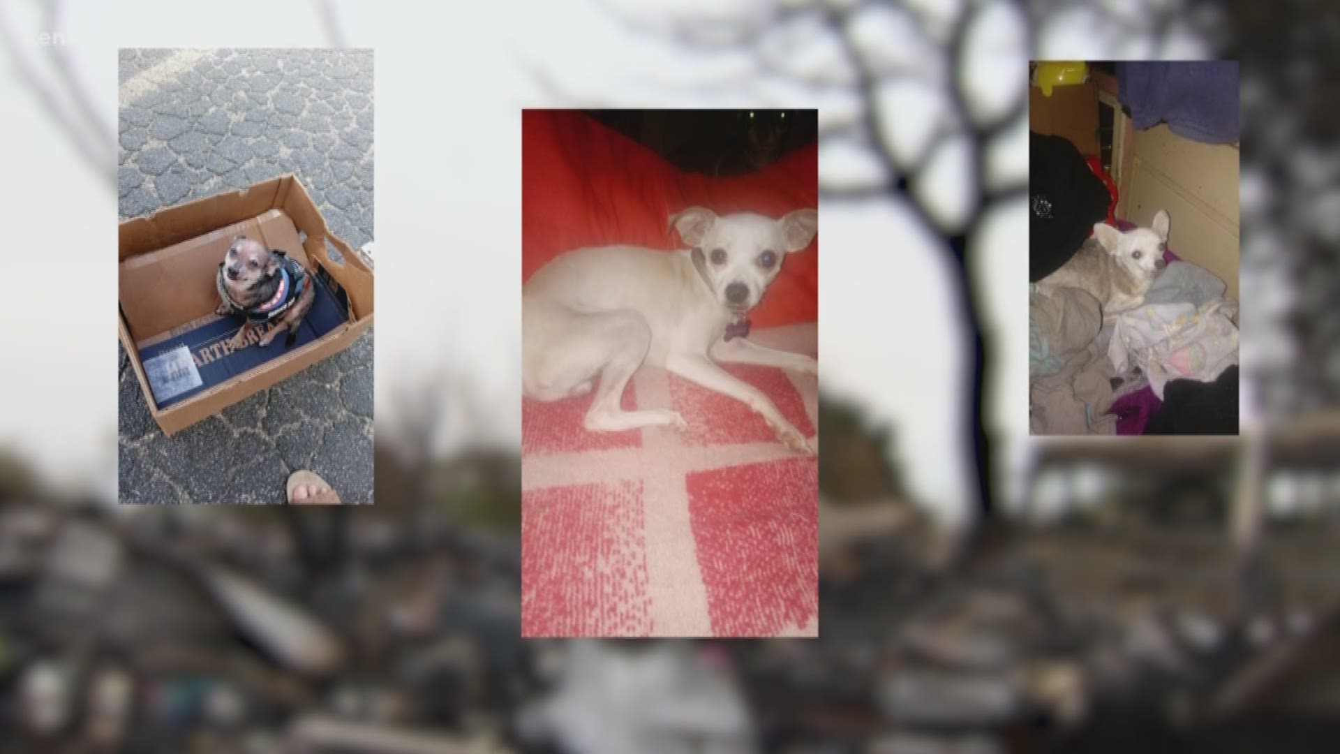 One of the dogs didn’t survive the fire, a few were rescued, but five of their beloved pets are still missing.