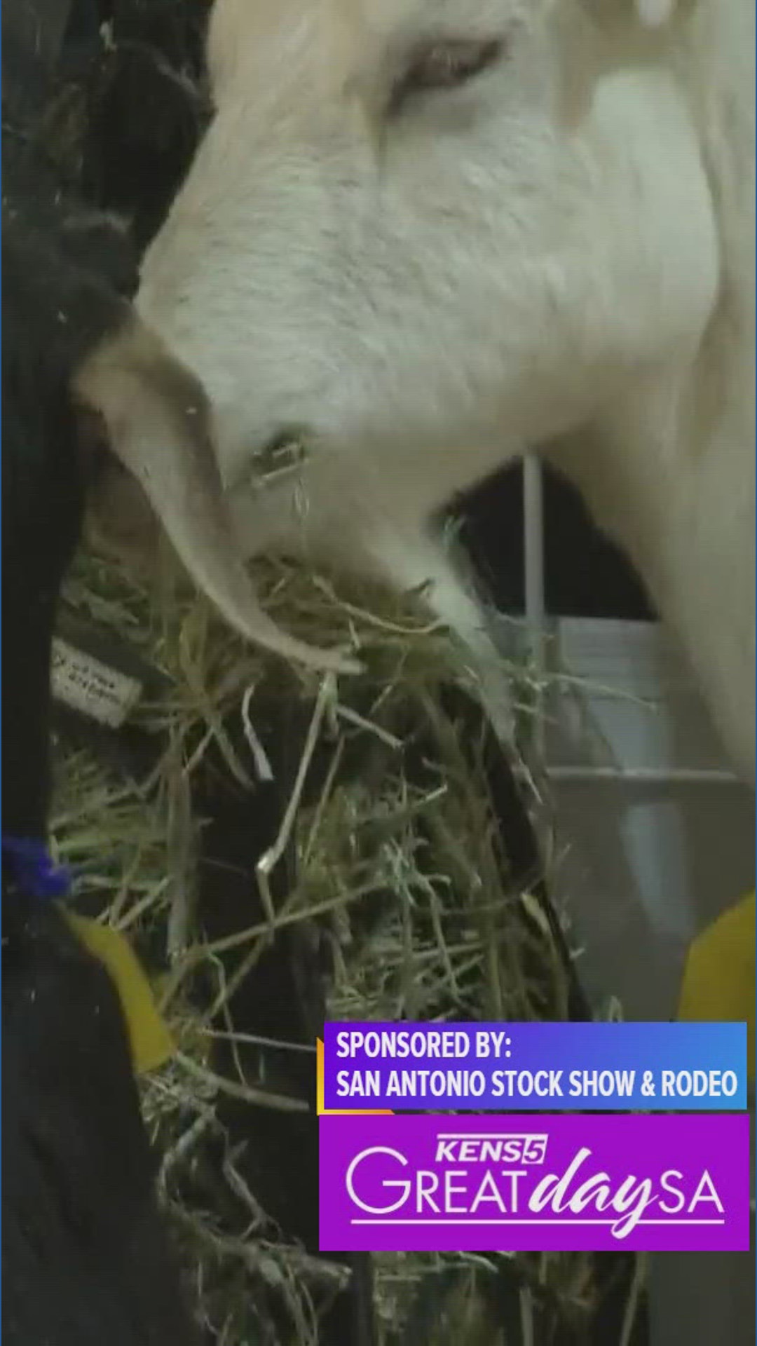 Step into the Great American Petting Farm at the rodeo | Great Day SA