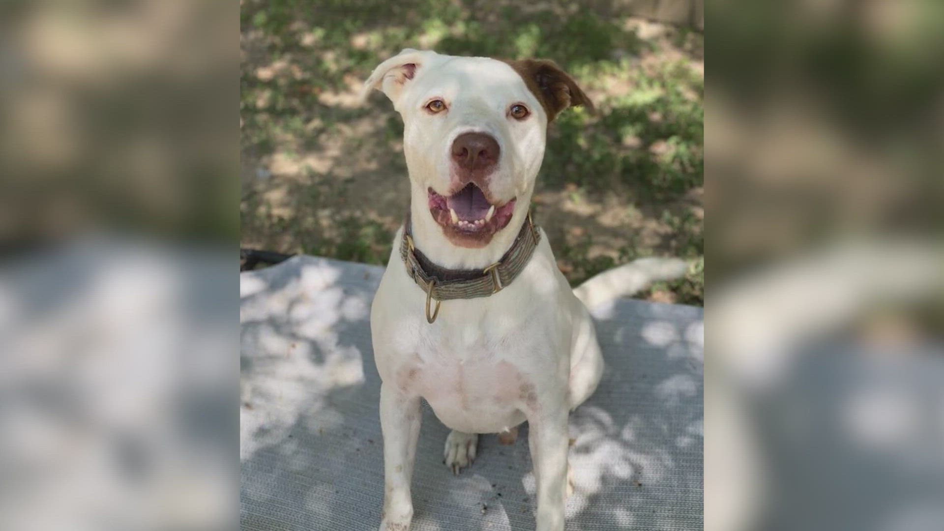 Dave had been at the Animal Defense League for five years before a member of the KENS 5 audience adopted him after this story posted.