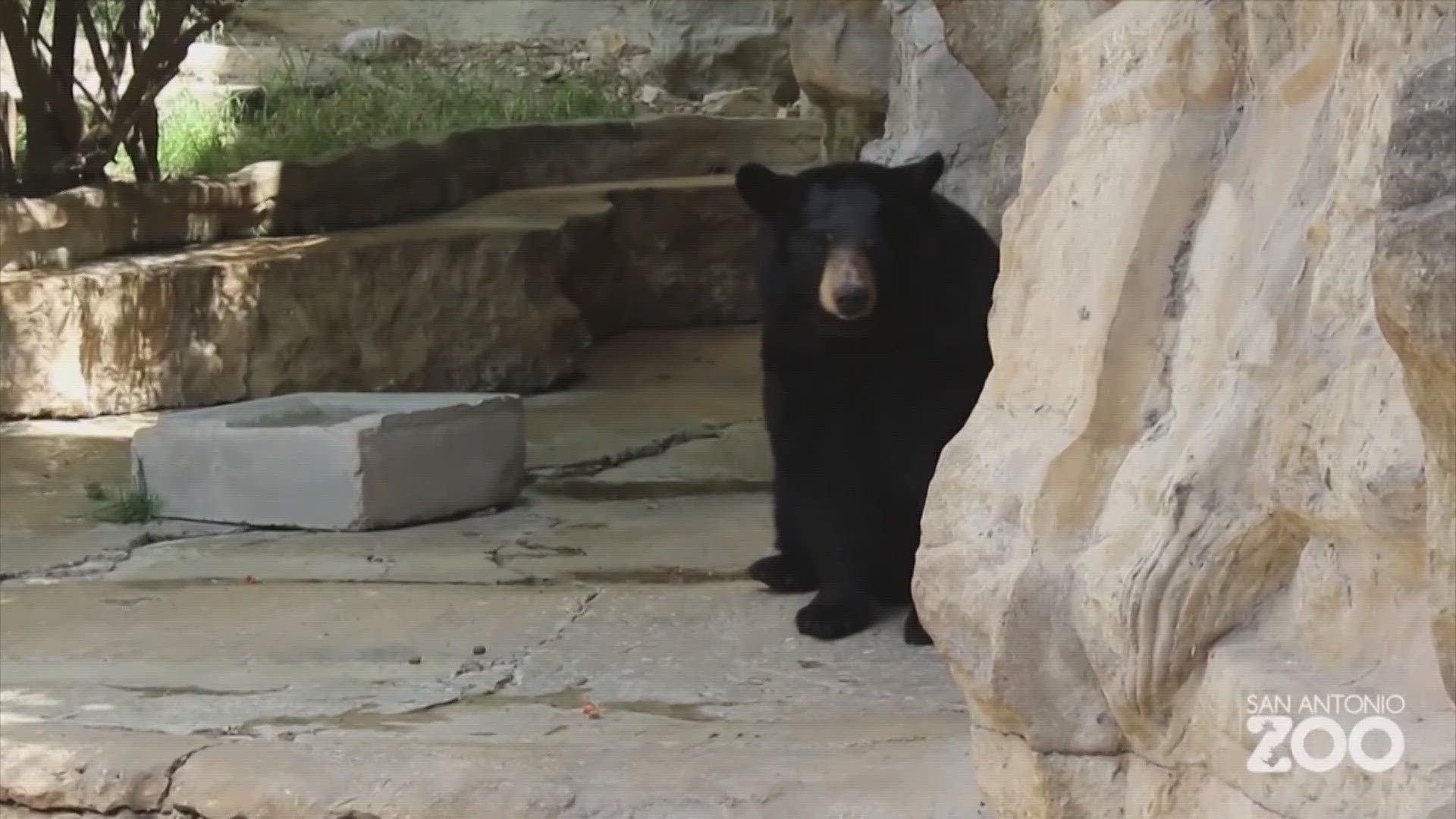 The zoo says the discount is a way to show gratitude towards to the residents of San Antonio.