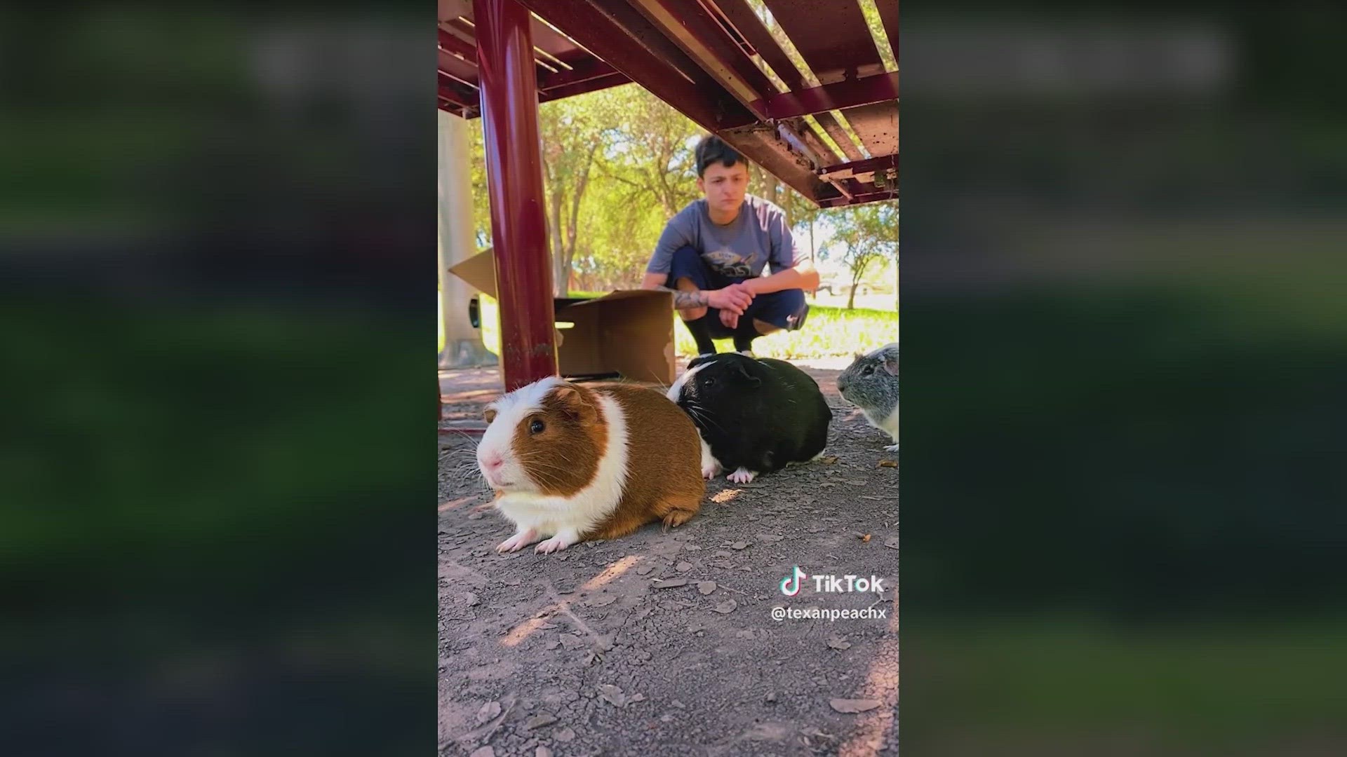 Animal rescue experts say Texas has an overpopulation of guinea pigs, and all small animal shelters are bursting at the seams.